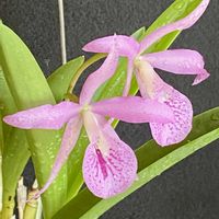 カトレア,マイカイ‘マユミ’の画像