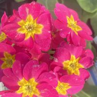 プリムラ,ラナンキュラス,ラナンキュラス,ノースボール,花のある暮らし❤の画像