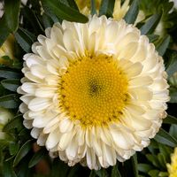 アスター,アスター,サツマギク,マイクロアスター　ステラトップローズ,ブーケの画像