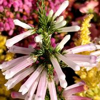 エリカ,ローズマリー,エリカ クリスマスパレード,今日のお花,ピンクの日の画像