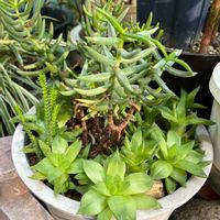 テトラゴナ,黒法師,ハオルチア,ハオルチア,小さな庭の画像