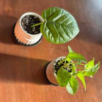 ポトス,ウンベラータ,挿し木,いただきもの,ハート型の葉っぱの画像