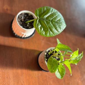 ポトス,ウンベラータ,挿し木,いただきもの,ハート型の葉っぱの画像