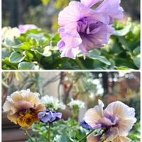 ネメシア,パンジー・ビオラ,感謝,ありがとう♡,今日も笑顔で♡の画像