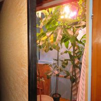 パキラ,パキラ ミルキーウェイ,パキラ・グラブラ,パキラ・アクアティカ,観葉植物の画像