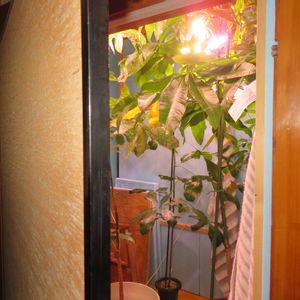 パキラ,パキラ ミルキーウェイ,パキラ・グラブラ,パキラ・アクアティカ,観葉植物の画像