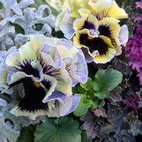 シロタエギク,パンジー,葉牡丹,寄せ植え,ガーデニングの画像