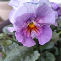 スパティフィラム,カポック,ミリオンバンブー,パンジー シエルプリエ,花のある暮らしの画像