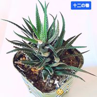 ハオルチア,十二の巻,ハオルチア属,植物男子ベランダー,ベランダの画像