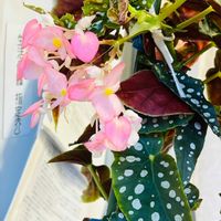 木立ベゴニアの画像