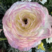 ラナンキュラス,お散歩の画像