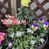 アリッサム,ネメシア,ビオラ,金魚草,寄せ植えの画像