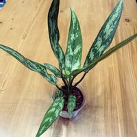 アグラオネマ,アグラオネマ マリア,観葉植物,出窓,グリーンのある暮らしの画像