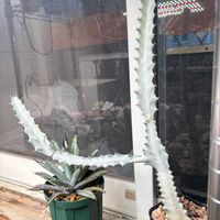 ホワイトゴースト,ユーフォルビア・ラクテア,多肉植物,ユーフォルビア,成長記録の画像