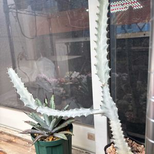 ホワイトゴースト,ユーフォルビア・ラクテア,多肉植物,ユーフォルビア,成長記録の画像