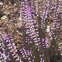 カルーナ,ツツジ科,カルーナ属,御柳擬きの画像