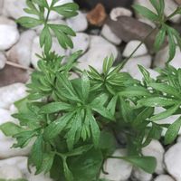 ニゲラ,ガーデニング,発芽,ネコ好き,こぼれ種の画像