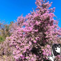 カルーナ,ジャノメ エリカ,新宿御苑,GSのみなさんに感謝♡,素敵な出会いに感謝の画像