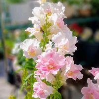 金魚草,GSに感謝。,お花は癒し,GS皆様ありがとう,はなのある暮らしの画像