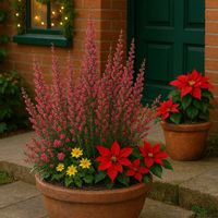 ポインセチア,ポインセチア,エリカ クリスマスパレード,クリスマスパレードの画像