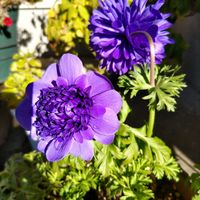 アネモネ,サザンカ,ナンテン,八重咲き　アネモネ,花のある暮らしの画像