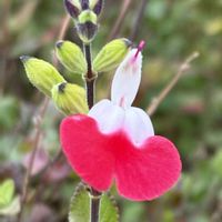 チェリーセージ,散歩道,可愛い,元気！,iPhone撮影の画像