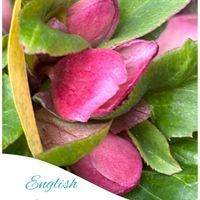 クリスマスローズ,花のある暮らし,お出かけ先にて,チーム愛知,GSアダルトチームの画像