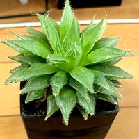 プリンセスドレス,多肉植物,ハオルチア属,多肉大好き,多肉中毒の画像