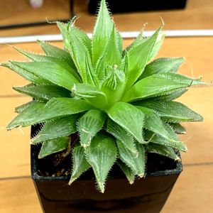 プリンセスドレス,多肉植物,ハオルチア属,多肉大好き,多肉中毒の画像