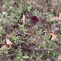 チョコレートコスモス,チョコレートコスモス,チョコレートコスモス,チョコレートコスモス,山野草の画像