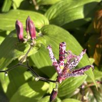 ホトトギス,ホトトギス,ホトトギスの実,ホトトギスの実,山野草の画像