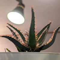 アロエ,ハイブリッドの画像