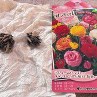 ラナンキュラス,ラナンキュラスの球根,球根,北海道,札幌の画像