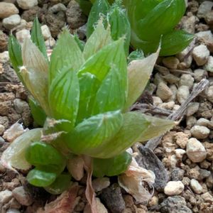 癒し,元気,季節を楽しむ,花が好き,成長の画像