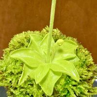 ムシトリスミレ,職場,プランツ女子の画像