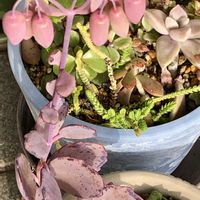 胡蝶の舞,胡蝶の舞,胡蝶の舞　花の蕾,カランコエ　胡蝶の舞,カランコエ  胡蝶の舞錦の画像