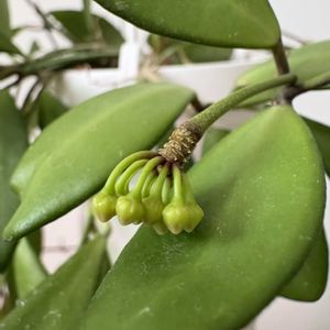 ホヤ・パビィオラ,リビング,金曜日の蕾たち,ホヤリプ大好きの画像