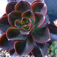 白雪ミセバヤ,日本水仙,メラコ,クリサンセマムノースポールの画像