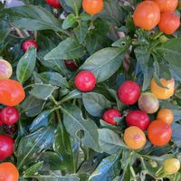 アルストロメリア,レモン,冬紫陽花,観賞用とうがらし,金曜日の蕾たちの画像