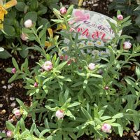 花かんざし,いいねをありがとうございます¨̮♡︎,夢ちゃんの花壇の画像