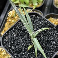 アガベ,アガベ・ショッティの画像