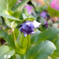 ストック キスミー,ビオラ　レディ,種まき,花のある暮らし,冬の庭の画像