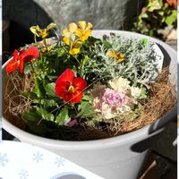 ヘリクリサム,癒し,今日の一枚,玄関先,ありがとう♡の画像