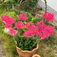 ネリネ,散歩にて,いいねをありがとうございます¨̮♡︎の画像