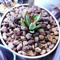 アガベ,多肉植物,多肉大好きの画像