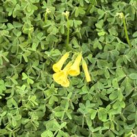 ナンキンハゼ,大黄花カタバミの画像