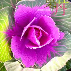 葉牡丹,観葉植物,門松  ,古典園芸植物,花のある暮らしの画像