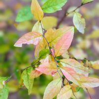 バラ,薔薇,GSのみなさんに感謝♡,平和を願う,雪柳の葉の画像