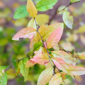バラ,薔薇,GSのみなさんに感謝♡,平和を願う,雪柳の葉の画像