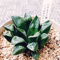 ハオルチア,ハオルチア シュルドチアナ,ハオルチア シュルドチアナ,多肉植物,ハオルチア属の画像